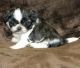 Shih Tzu Puppies for sale in Savannah, GA, USA. price: NA