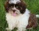 Shih Tzu Puppies for sale in Rose Hill, KS 67133, USA. price: NA