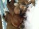 Shih Tzu Puppies for sale in Everett, WA, USA. price: $300