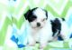 Shih Tzu Puppies for sale in Kent, WA, USA. price: NA