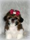 Shih Tzu Puppies for sale in Anaheim, CA, USA. price: $799