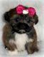 Shih Tzu Puppies for sale in Anaheim, CA, USA. price: $699
