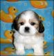Shih Tzu Puppies for sale in Anaheim, CA, USA. price: $1,000