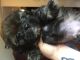 Shih Tzu Puppies for sale in Wilmington, NC, USA. price: NA