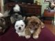 Shih Tzu Puppies for sale in Kosciusko, MS 39090, USA. price: NA