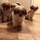 Shih Tzu Puppies for sale in Metairie, LA, USA. price: NA