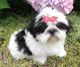 Shih Tzu Puppies for sale in Beaumont, MS 39423, USA. price: NA