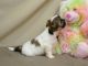 Shih Tzu Puppies for sale in Worcester, MA, USA. price: NA