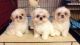 Shih Tzu Puppies for sale in Jabriya, Kuwait. price: NA