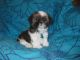 Shih Tzu Puppies for sale in Victorville, CA, USA. price: NA