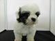 Shih Tzu Puppies for sale in California, USA. price: NA
