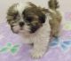Shih Tzu Puppies for sale in Springfield, MO, USA. price: $300