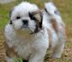 Shih Tzu Puppies for sale in Memphis, TN, USA. price: NA