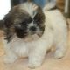 Shih Tzu Puppies for sale in Hampton, VA, USA. price: NA