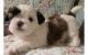 Shih Tzu Puppies for sale in Akron, OH, USA. price: $300