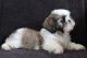 Shih Tzu Puppies for sale in Concord, CA, USA. price: NA