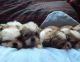Shih Tzu Puppies for sale in Athol Springs, NY 14075, USA. price: NA
