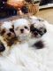 Shih Tzu Puppies for sale in Bass Harbor, Tremont, ME 04653, USA. price: NA