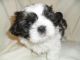 Shih Tzu Puppies for sale in Ethete, WY, USA. price: NA