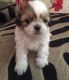 Shih Tzu Puppies for sale in Brentwood, NH 03833, USA. price: NA