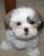 Shih Tzu Puppies for sale in Anchorage, AK, USA. price: $350