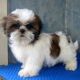 Shih Tzu Puppies for sale in Cape Coral, FL, USA. price: NA