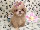Shih Tzu Puppies for sale in New Haven, CT, USA. price: NA