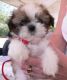 Shih Tzu Puppies for sale in Bristol, ME, USA. price: NA