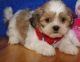 Shih Tzu Puppies for sale in Beaumont, TX, USA. price: NA