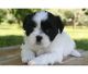 Shih Tzu Puppies for sale in Kenosha, WI, USA. price: NA