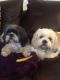 Shih Tzu Puppies for sale in Mesa, AZ, USA. price: $250