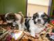 Shih Tzu Puppies for sale in Albuquerque, NM, USA. price: NA