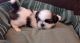 Shih Tzu Puppies for sale in Daly City, CA, USA. price: NA