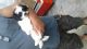 Shih Tzu Puppies for sale in Sarasota, FL, USA. price: $550