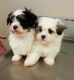Shih Tzu Puppies for sale in Akiachak, AK, USA. price: NA