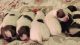Shih Tzu Puppies for sale in South Miami, FL, USA. price: NA
