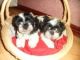Shih Tzu Puppies for sale in Bethel, DE, USA. price: NA