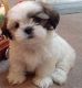 Shih Tzu Puppies for sale in Bethel, DE, USA. price: NA