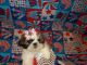 Shih Tzu Puppies for sale in Alaska, USA. price: $200