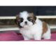 Shih Tzu Puppies for sale in American Falls, ID 83211, USA. price: NA