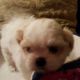 Shih Tzu Puppies for sale in Irvine, CA, USA. price: $800