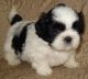 Shih Tzu Puppies for sale in Oregon City, OR 97045, USA. price: NA