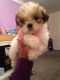 Shih Tzu Puppies for sale in Anchorage, AK, USA. price: NA