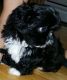 Shih Tzu Puppies for sale in Athens, GA, USA. price: NA