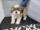 Shih Tzu Puppies for sale in Fullerton, CA, USA. price: NA