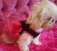 Shih Tzu Puppies for sale in Anchorage, AK, USA. price: $500