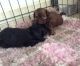 Shih Tzu Puppies for sale in Anchorage, AK, USA. price: $500