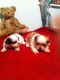 Shih Tzu Puppies for sale in Springfield, MA, USA. price: NA