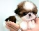 Shih Tzu Puppies for sale in Cornwall Bridge, Cornwall, CT, USA. price: NA