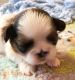 Shih Tzu Puppies for sale in Amarillo, TX, USA. price: NA